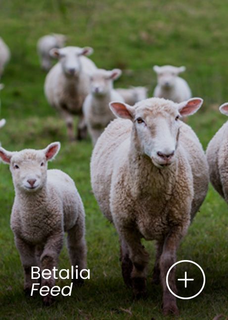 betalia-feed